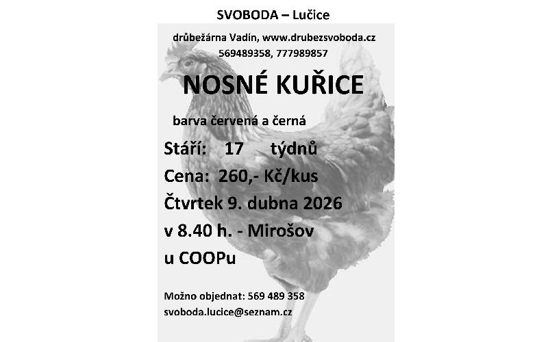 Aktuality - Nosné kuřice